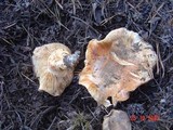 Tricholoma zelleri image
