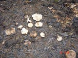 Tricholoma zelleri image