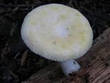 Pleurotus dryinus image