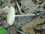 Hymenopellis furfuracea image