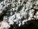 Punctelia missouriensis image