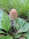 Coprinellus domesticus image