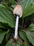 Coprinellus domesticus image