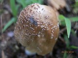 Coprinellus domesticus image