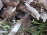 Coprinellus domesticus image