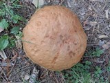 Leccinum aurantiacum image