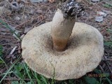 Leccinum aurantiacum image