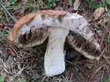 Leccinum aurantiacum image