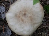 Pluteus petasatus image