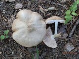 Pluteus petasatus image