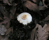 Agaricus semotus image