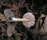 Agaricus semotus image