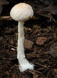 Austroboletus eburneus image