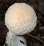 Austroboletus eburneus image