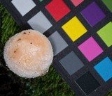 Austroboletus eburneus image