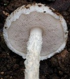 Austroboletus eburneus image