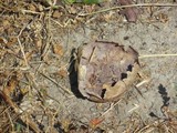 Calvatia cyathiformis image