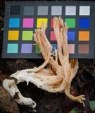 Ramaria capitata image