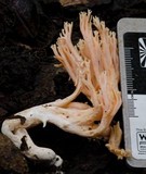 Ramaria capitata image