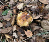 Cortinarius glutinosoarmillatus image