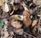 Cortinarius glutinosoarmillatus image