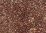 Fuscoporia ferruginosa image