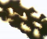 Fuscoporia ferruginosa image