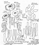 Hebeloma sacchariolens image