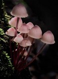 Mycena kuurkacea image