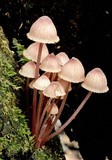 Mycena kuurkacea image