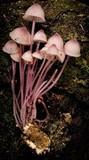 Mycena kuurkacea image