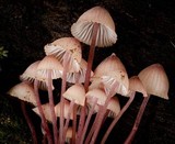 Mycena kuurkacea image