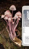 Mycena kuurkacea image