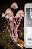 Mycena kuurkacea image