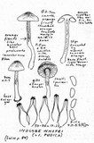 Inocybe whitei image