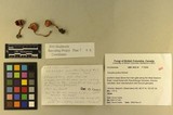 Inocybe whitei image