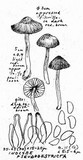 Inocybe pseudodestricta image