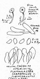 Flammulaster carpophilus var. subincarnatus image