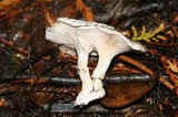 Clitopilus prunulus image