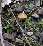 Galerina clavata image