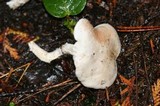 Clitopilus prunulus image