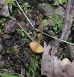 Galerina clavata image