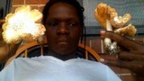 Pluteus petasatus image