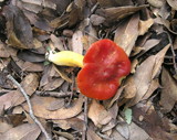 Hygrocybe splendidissima image