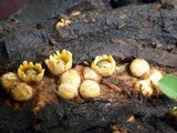 Sphaerobolus stellatus image