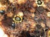 Sphaerobolus stellatus image