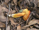 Hygrocybe splendidissima image