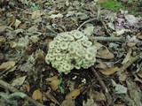Polyporus umbellatus image