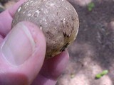 Gastropila fumosa image