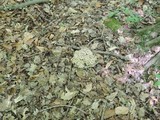 Polyporus umbellatus image